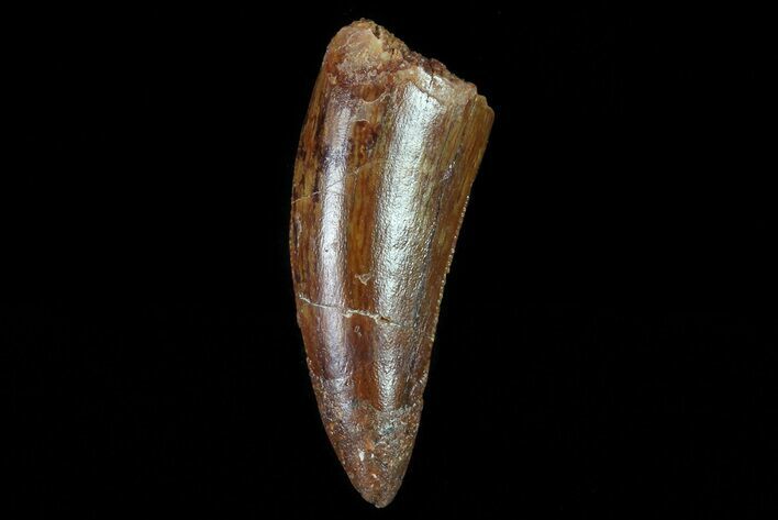 Bargain, Juvenile Carcharodontosaurus Tooth #80685